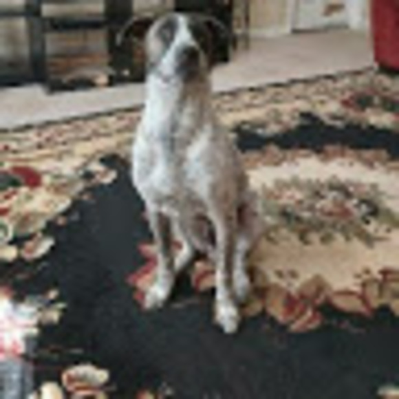 Meet your Posher, Osvaldo - Picture 1 of 1